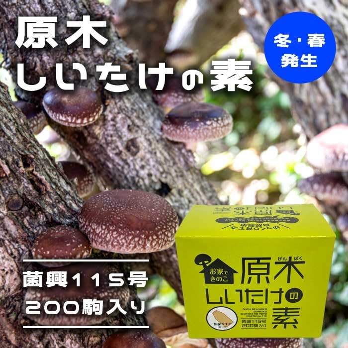 Amazon.co.jp: 原木しいたけの素 菌興115号200駒 【冬・春発生